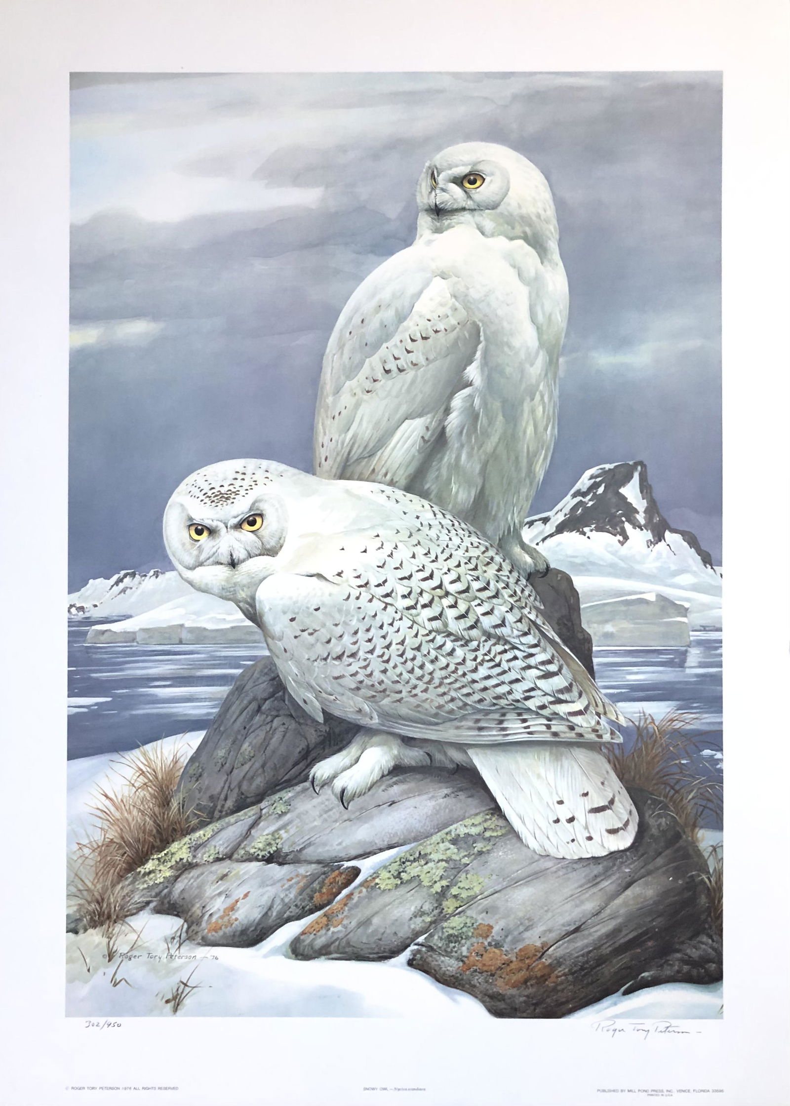 Roger T. Peterson "Snowy Owl" Signed Litho LE (1 of 6)