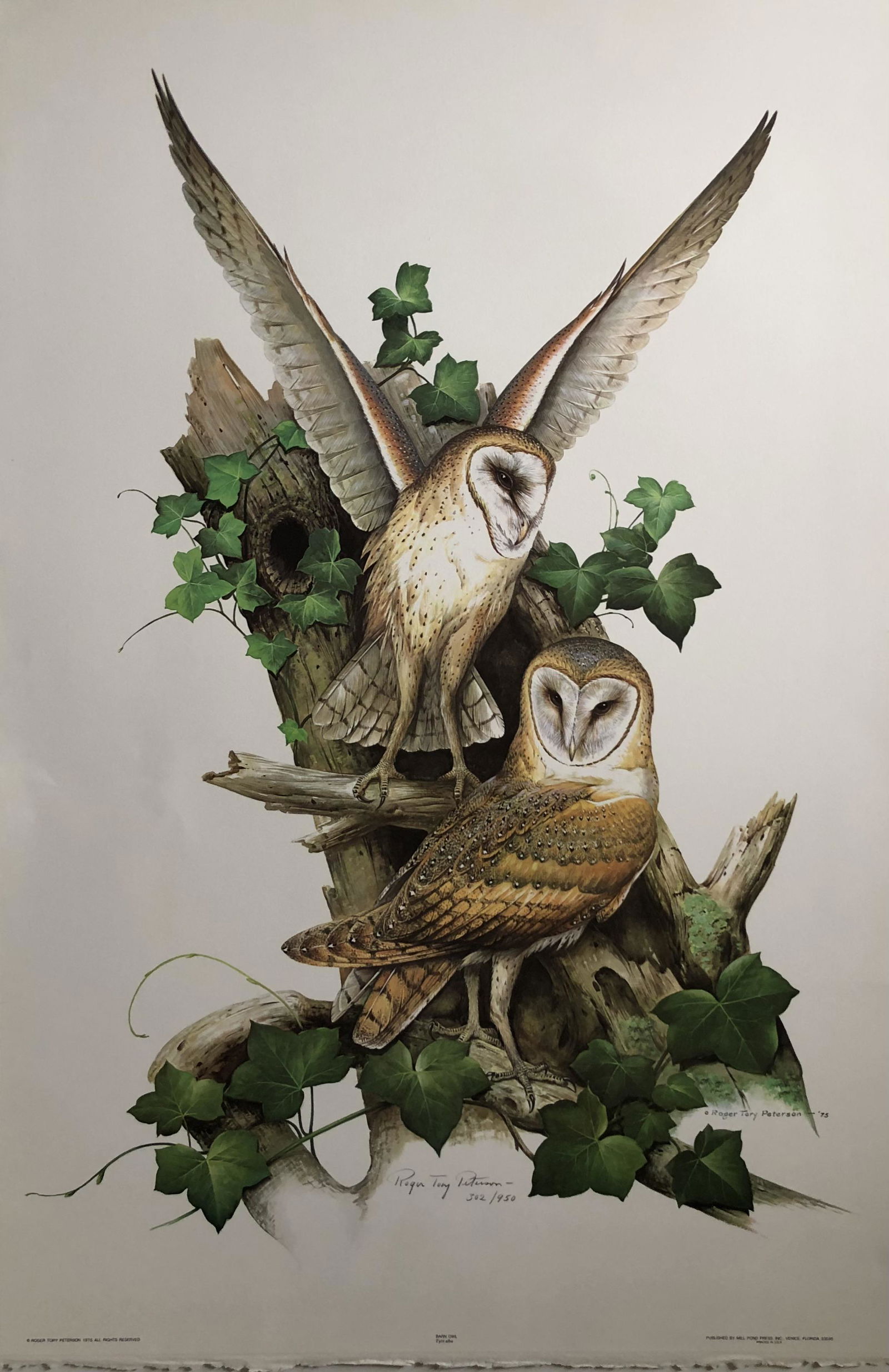 Roger T. Peterson "Barn Owl" Signed Lithograph LE (1 of 4)