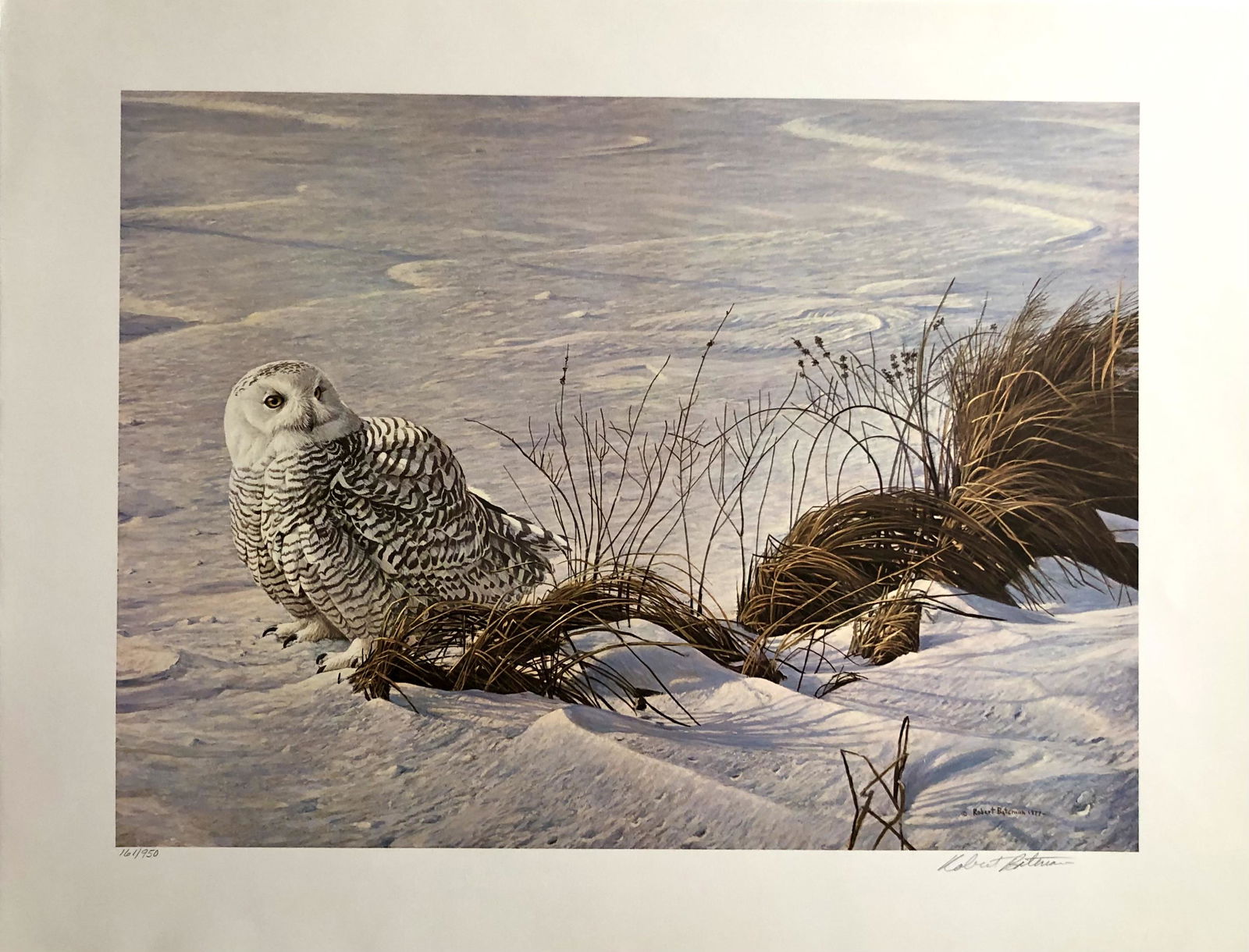 Robert Bateman "Afternoon Glow-Snowy Owl" Signed Litho LE (1 of 6)