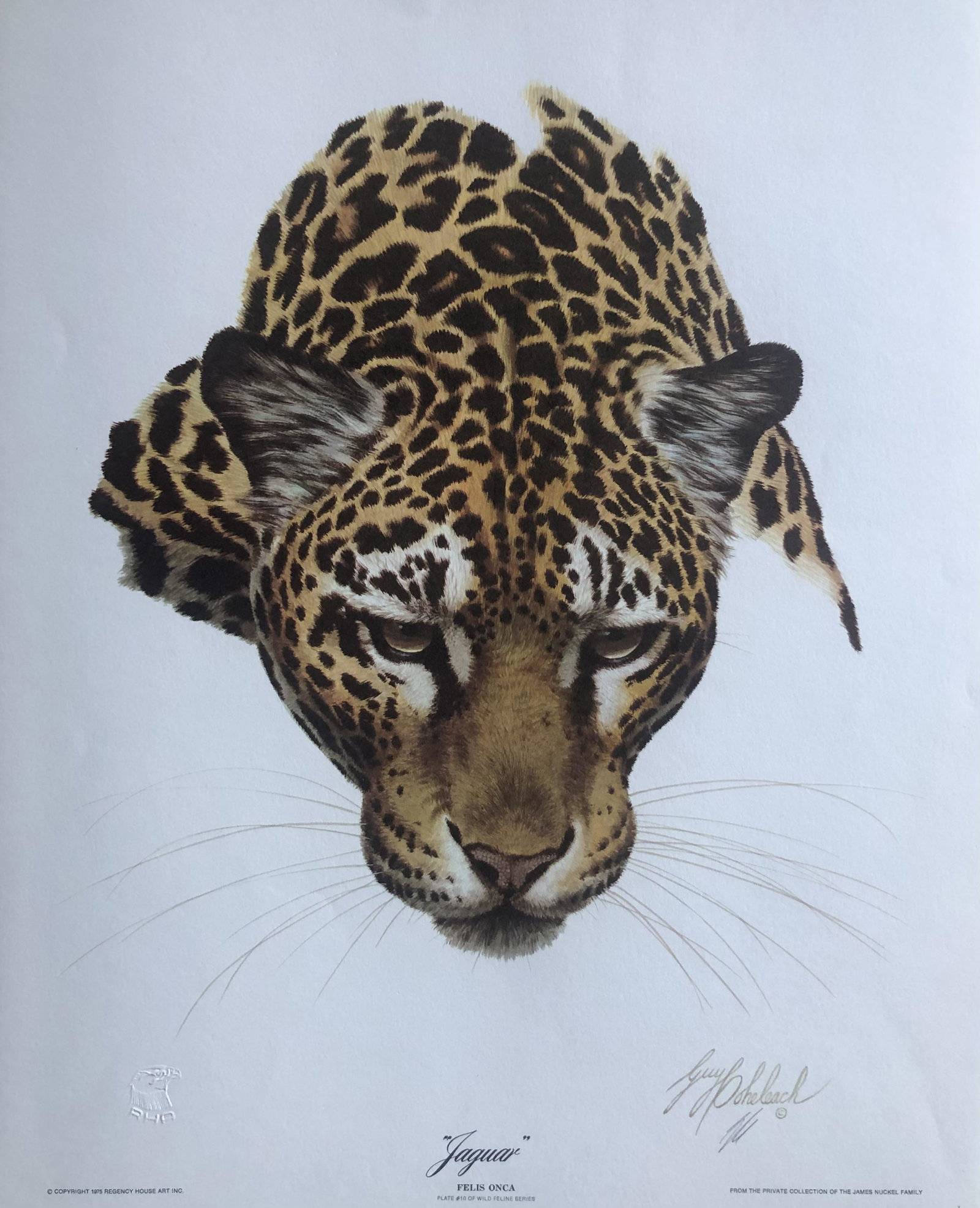 Guy Coheleach "Jaguar Head" Signed Litho LE (1 of 6)