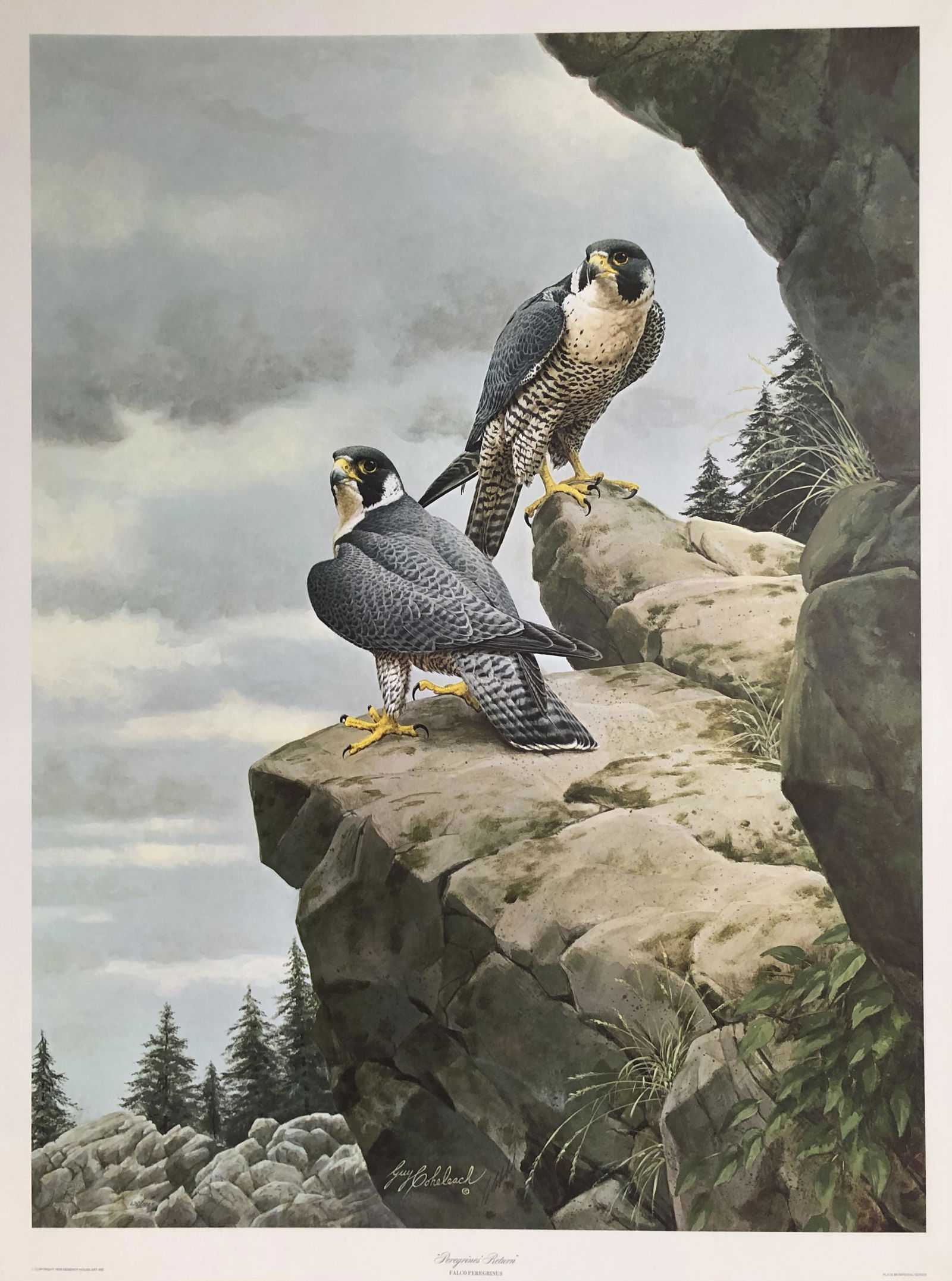Guy Coheleach "Peregrines Return" Signed Lithograph (1 of 7)