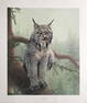 Charles Frace "Canada Lynx" Signed Lithograph LE