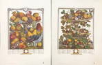 Robert Furber - Fruit Botanicals (June 1732 & Nov 1732) 2 Lithos