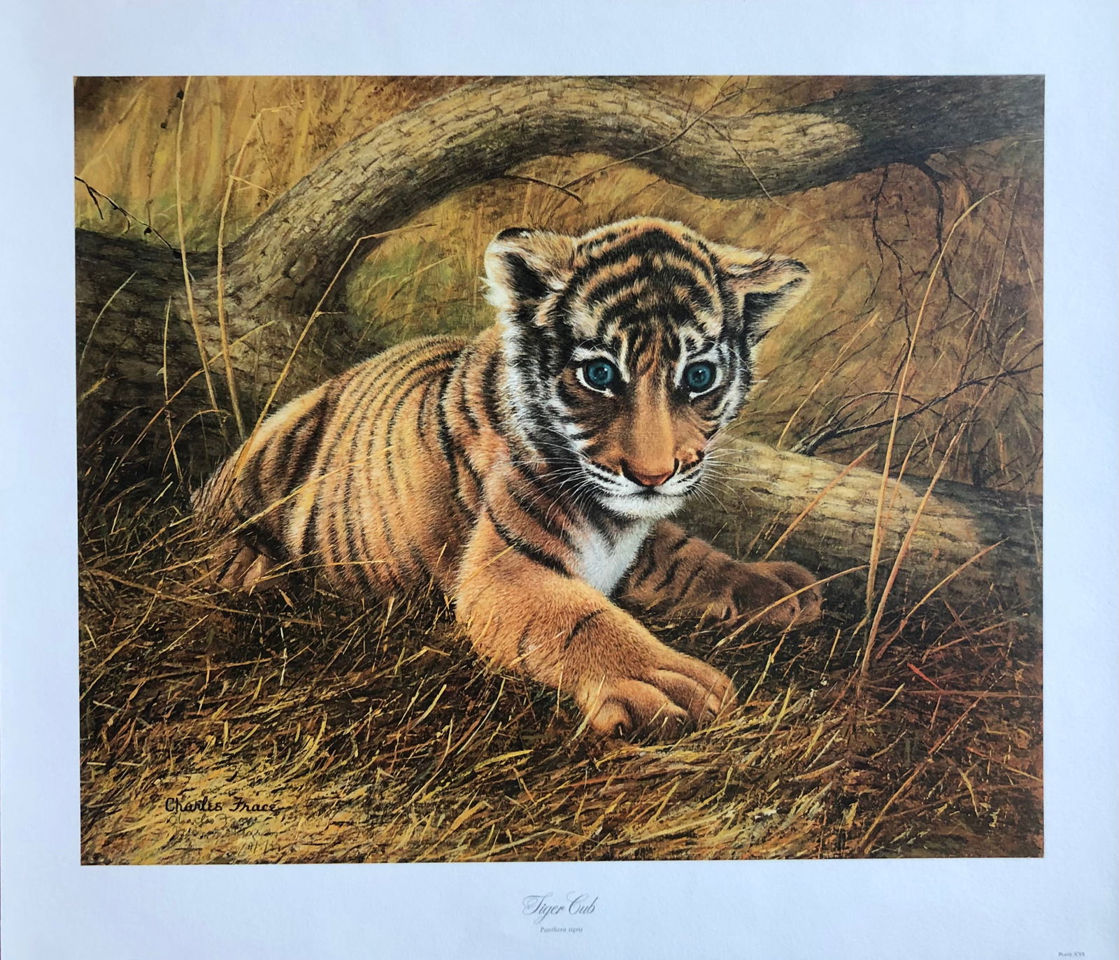 Charles Frace "Tiger Cub" Signed Litho LE (1 of 6)