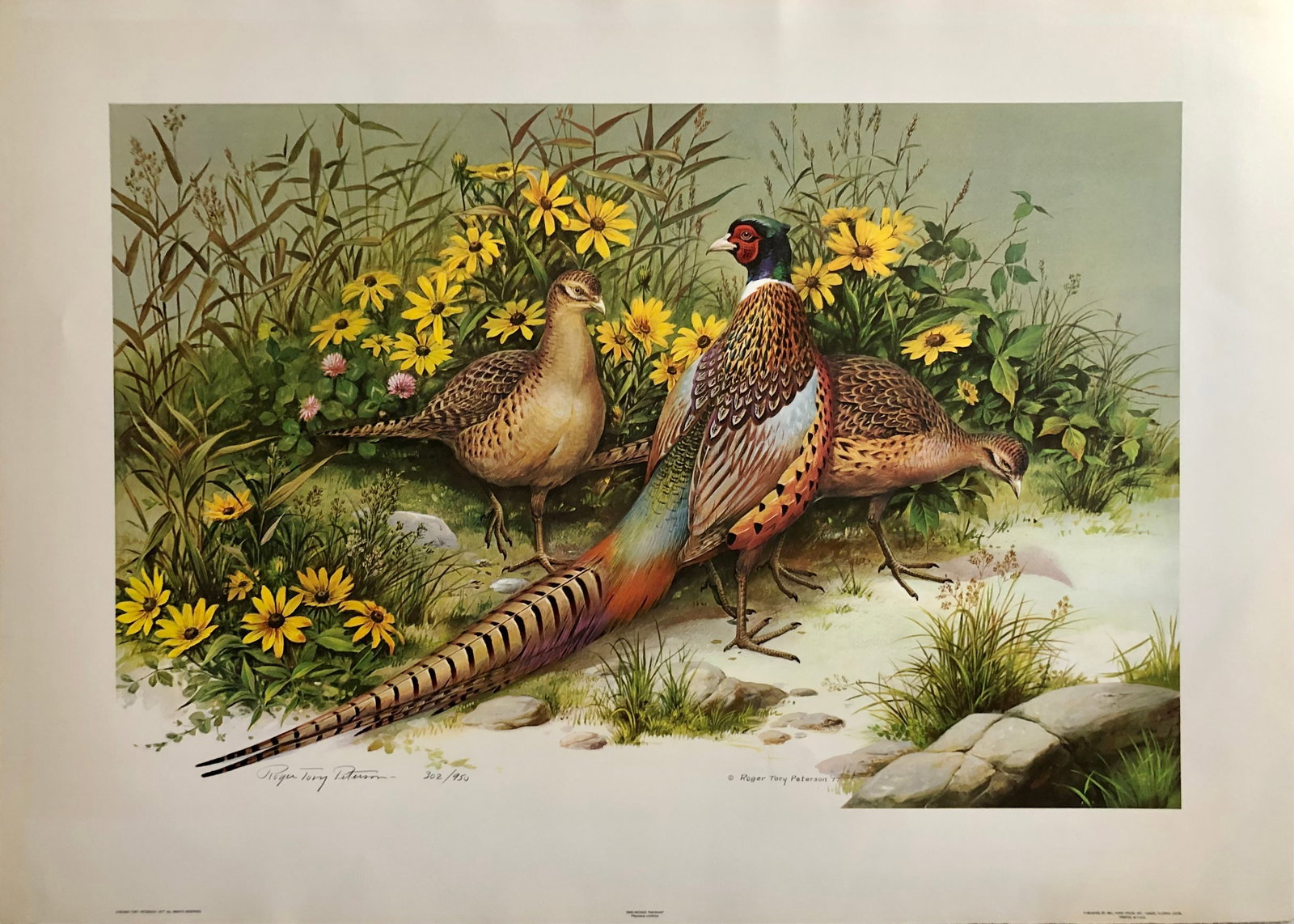 Roger T. Peterson "Ring Necked Pheasants" Signed Lithograph LE (1 of 6)