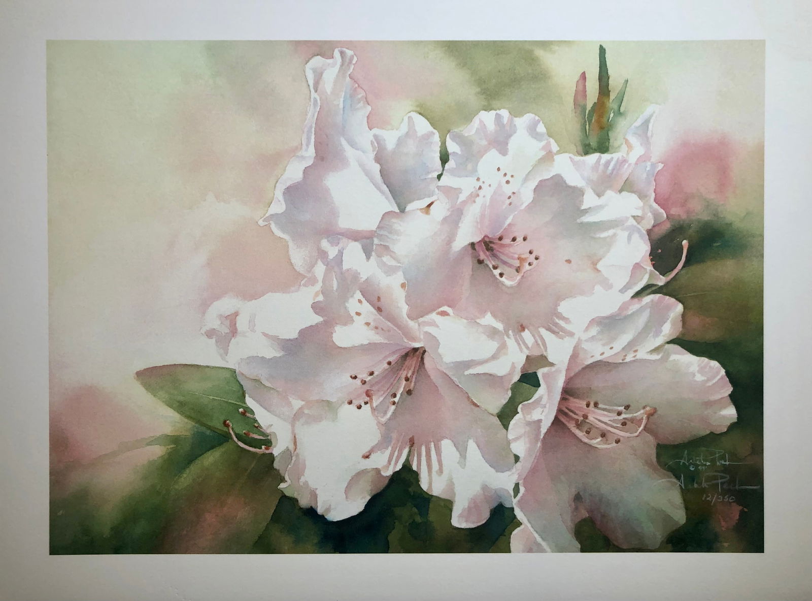 Aleta Pech "Translucent Rhodies" Signed Giclee LE (1 of 4)