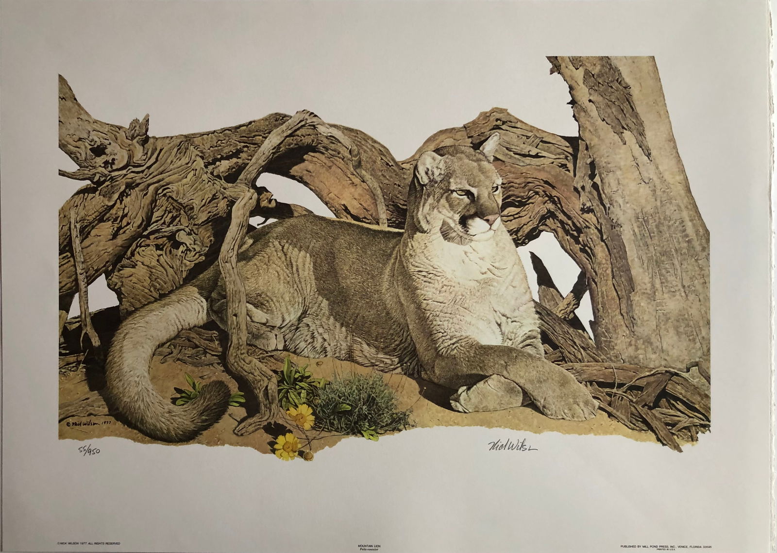 Nick Wilson "Mountain Lion" Signed Lithograph LE (1 of 4)