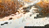 Bev Doolittle "Doubled Back" Signed Lithograph LE