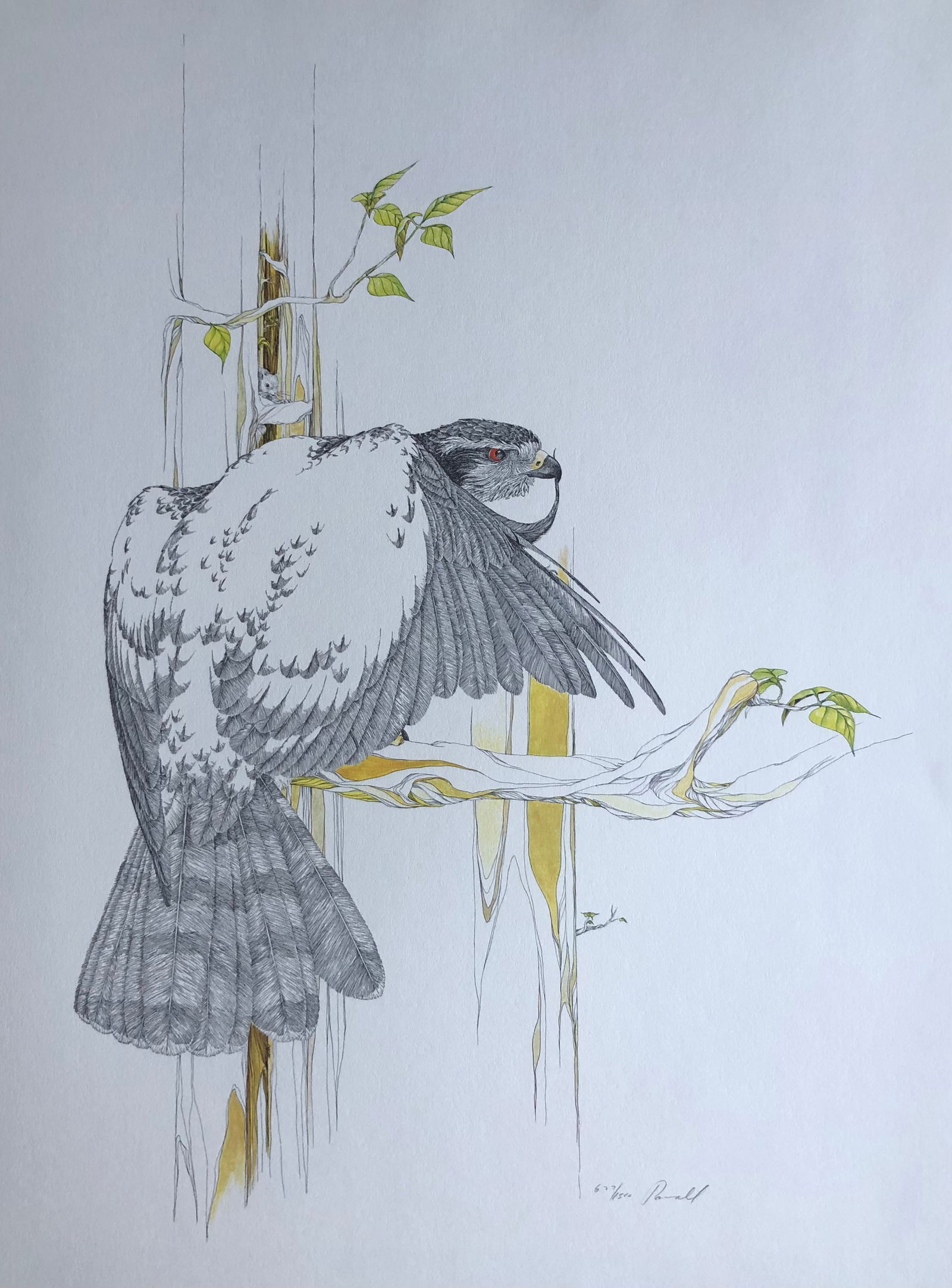 Peter Parnall "Goshawk" Signed Lithograph LE (1 of 3)