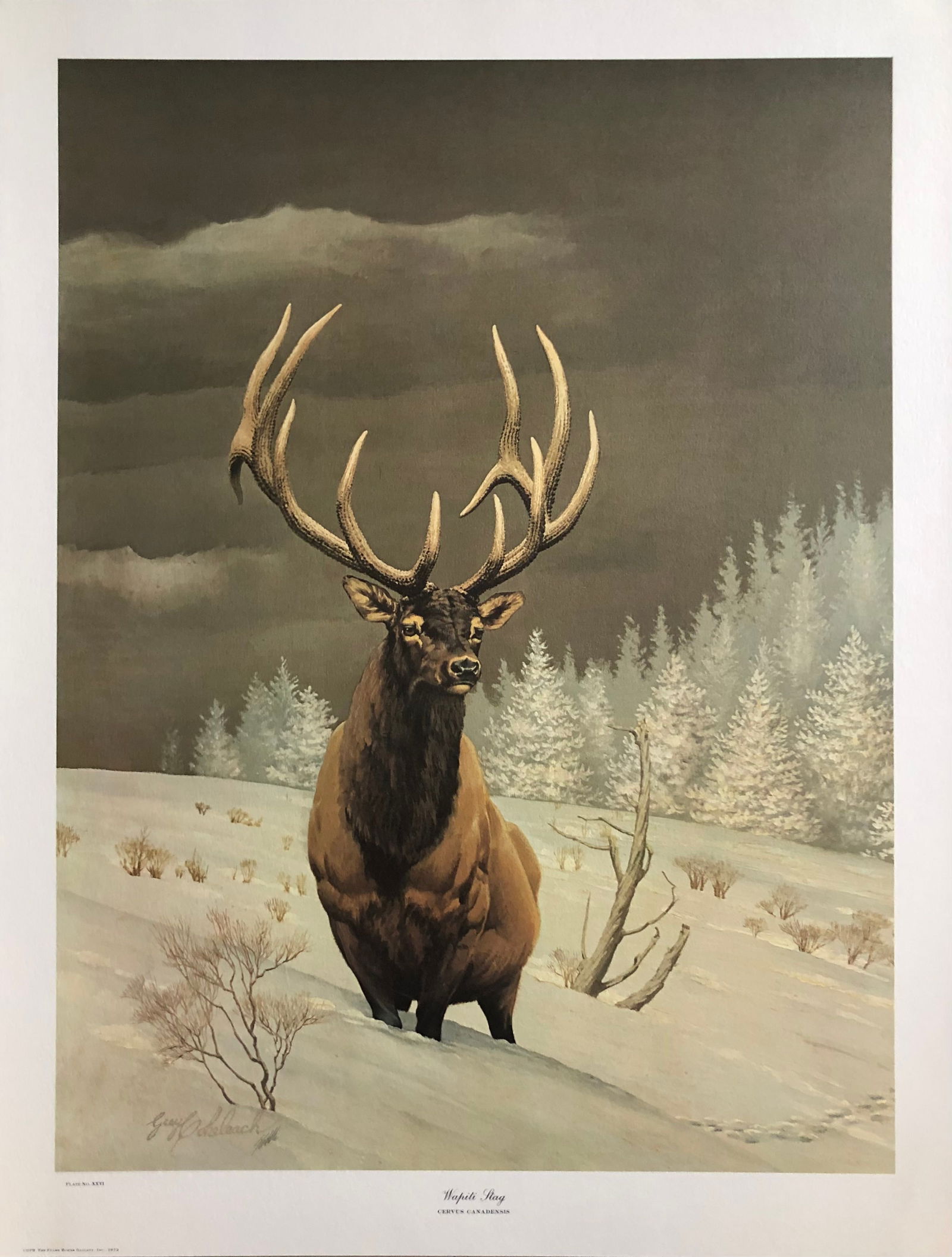 Guy Coheleach "Wapiti Stag" Signed Lithograph LE (1 of 7)