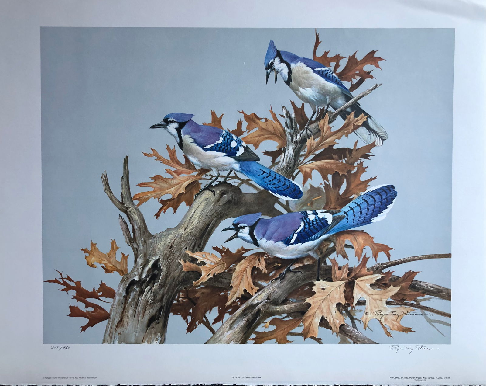 Roger T. Peterson "Blue Jay" Signed Litho LE (1 of 5)