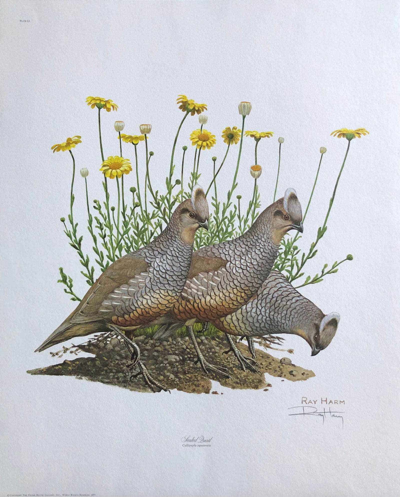 Ray Harm "Scaled Quail" Signed Lithograph (1 of 6)