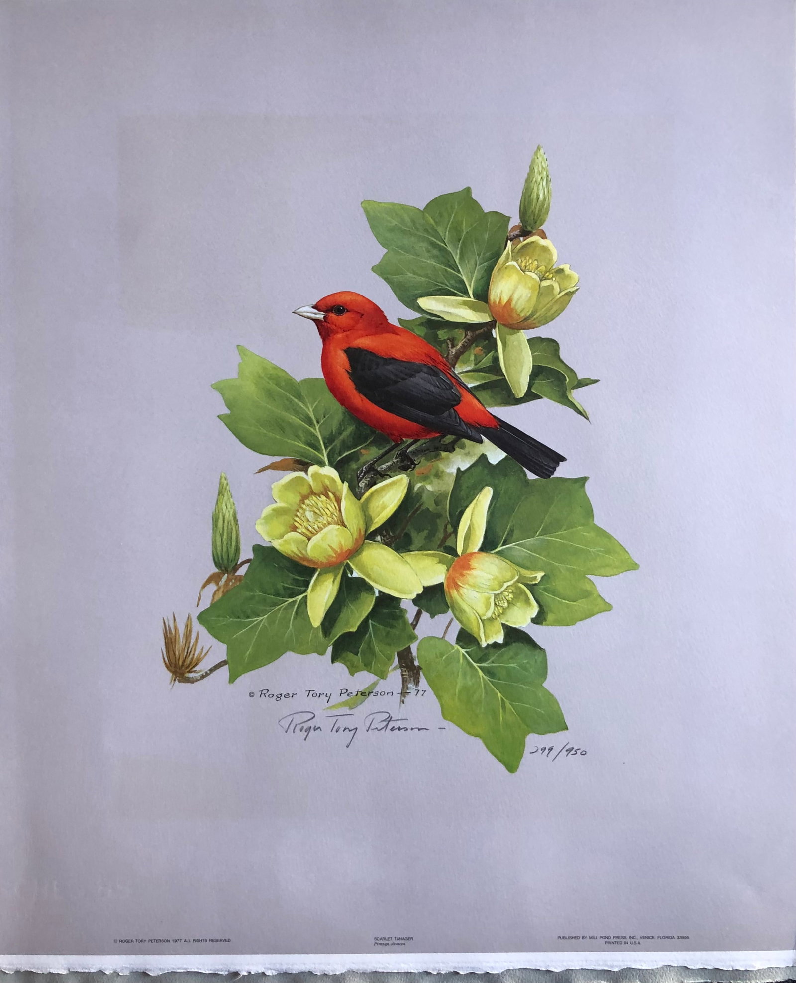 Roger T. Peterson "Scarlet Tanger" Signed Lithograph LE (1 of 6)