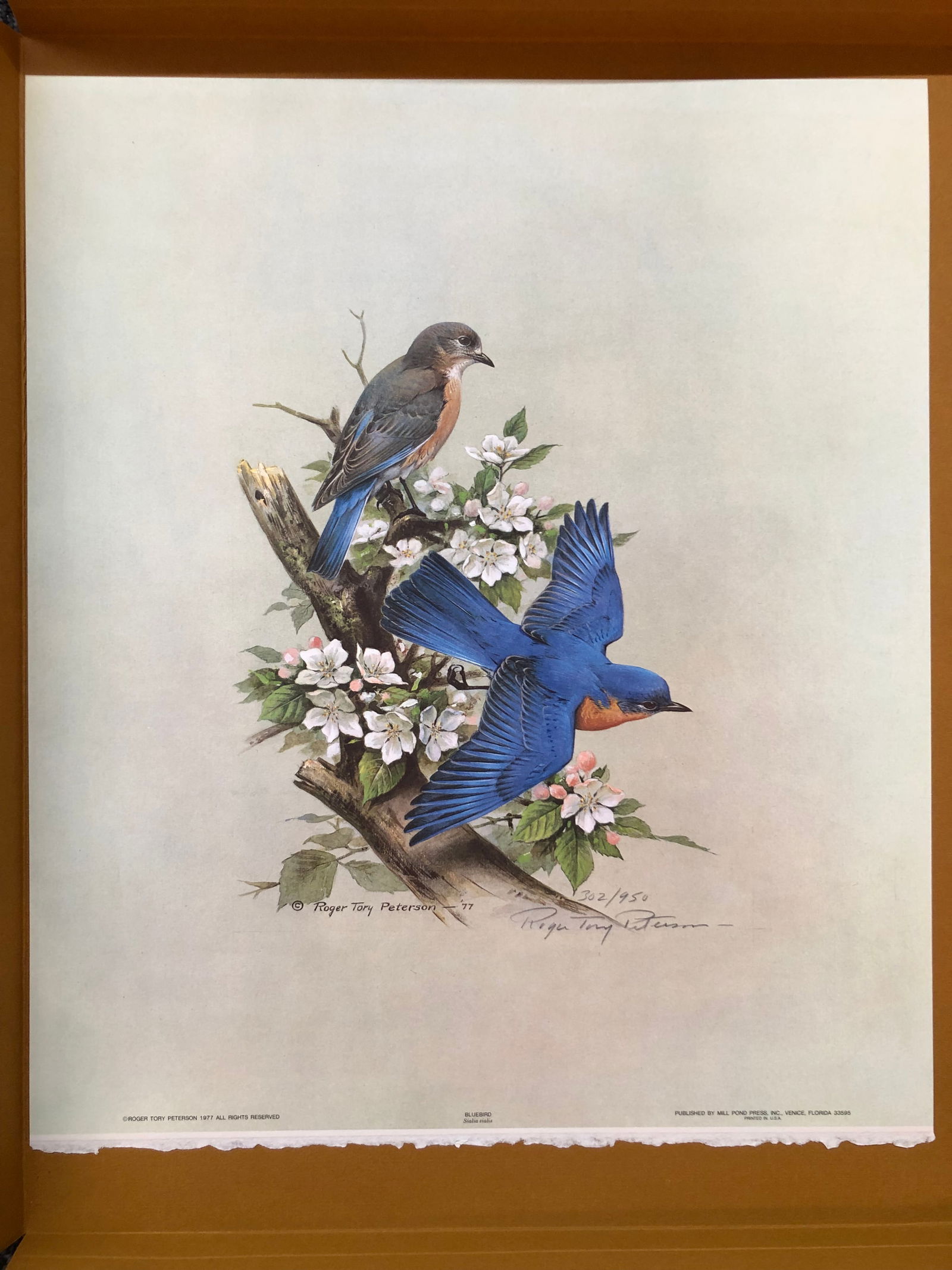 Roger T. Peterson "Bluebird" Signed Lithograph LE (1 of 5)
