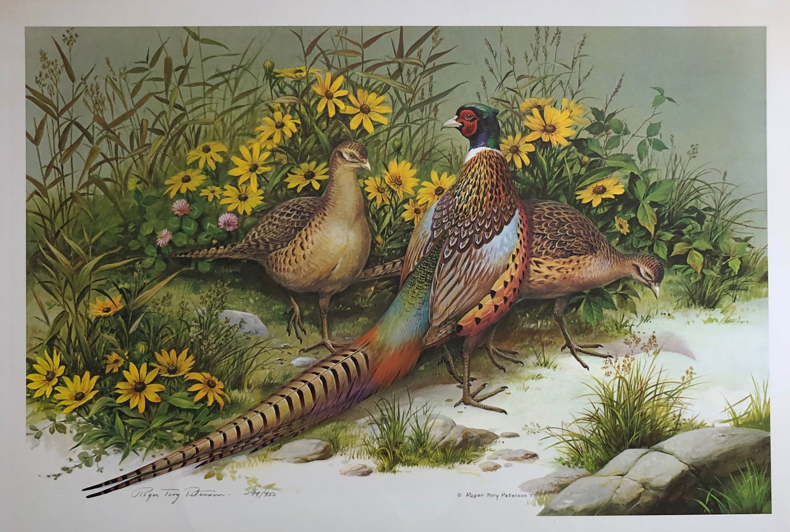 Roger T. Peterson "Ring Necked Pheasants" Signed Lithograph LE (1 of 4)