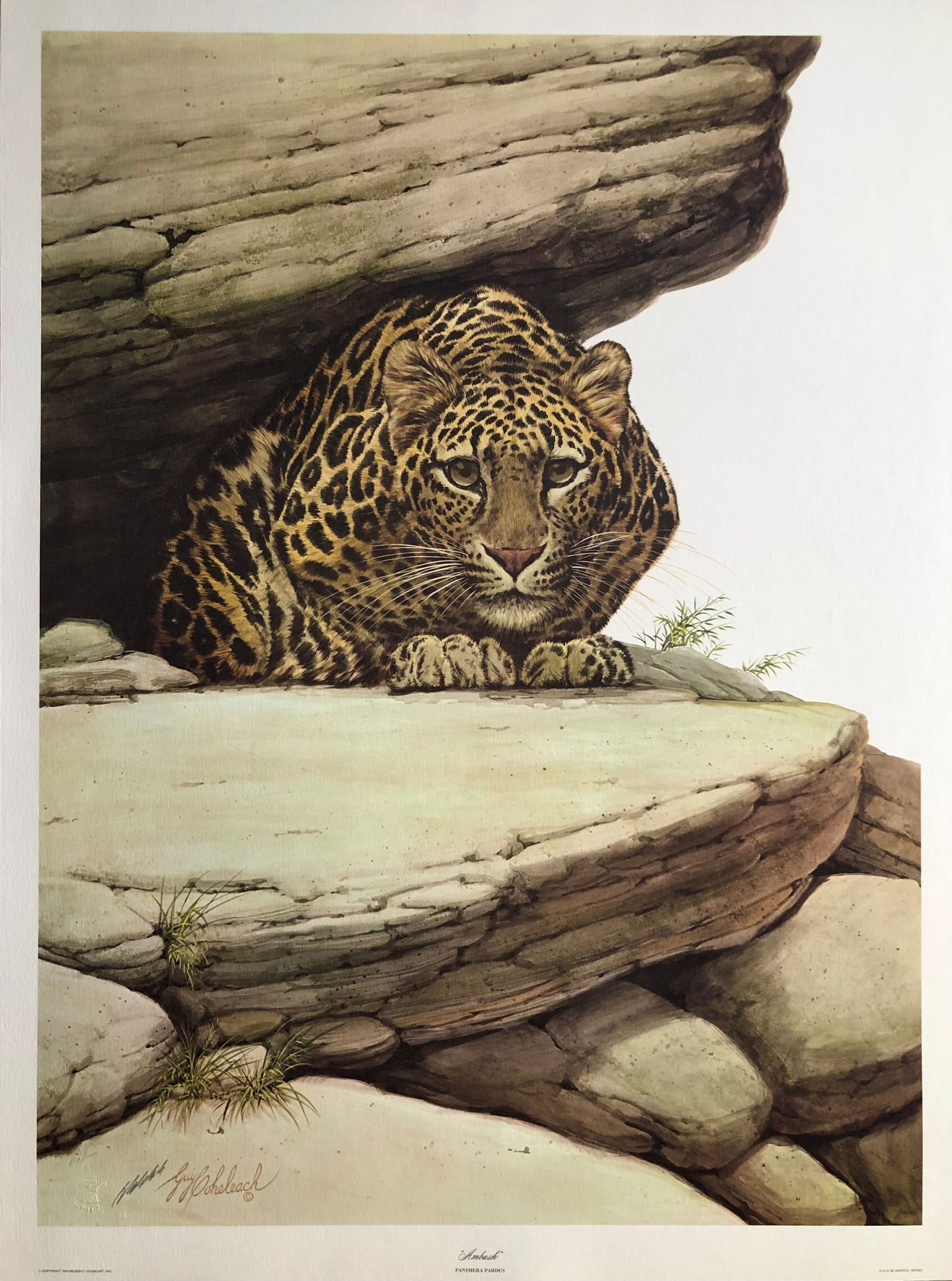 Guy Coheleach "Ambush" Signed Lithograph LE: Artist: Guy Coheleach Title: Guy Coheleach "Ambush" Signed Lithograph LE Medium: Lithograph on Paper Limited Edition: 519/1000 Art Dimensions: 35.0 x 26.0 x 1.0 inch ARTIST BIO: From 19