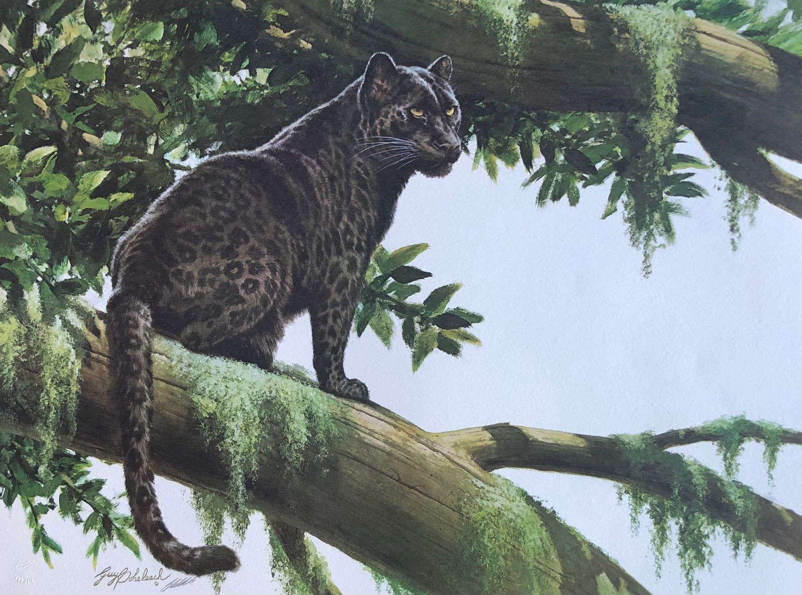 Guy Coheleach "Black Watch" Signed Litho LE: Artist: Guy Coheleach Title: Guy Coheleach "Black Watch" Signed Litho LE Medium: Lithograph on Paper Limited Edition: 5/1000 Art Dimensions: 23.0 x 31.0 x 1.0 inch ARTIST BIO: From 1991