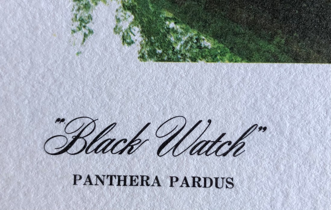 Guy Coheleach "Black Watch" Signed Litho LE - 4