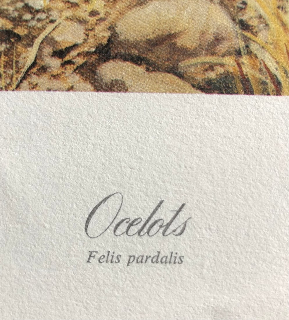 Charles Frace "Ocelot Kittens" Signed Lithograph LE - 4