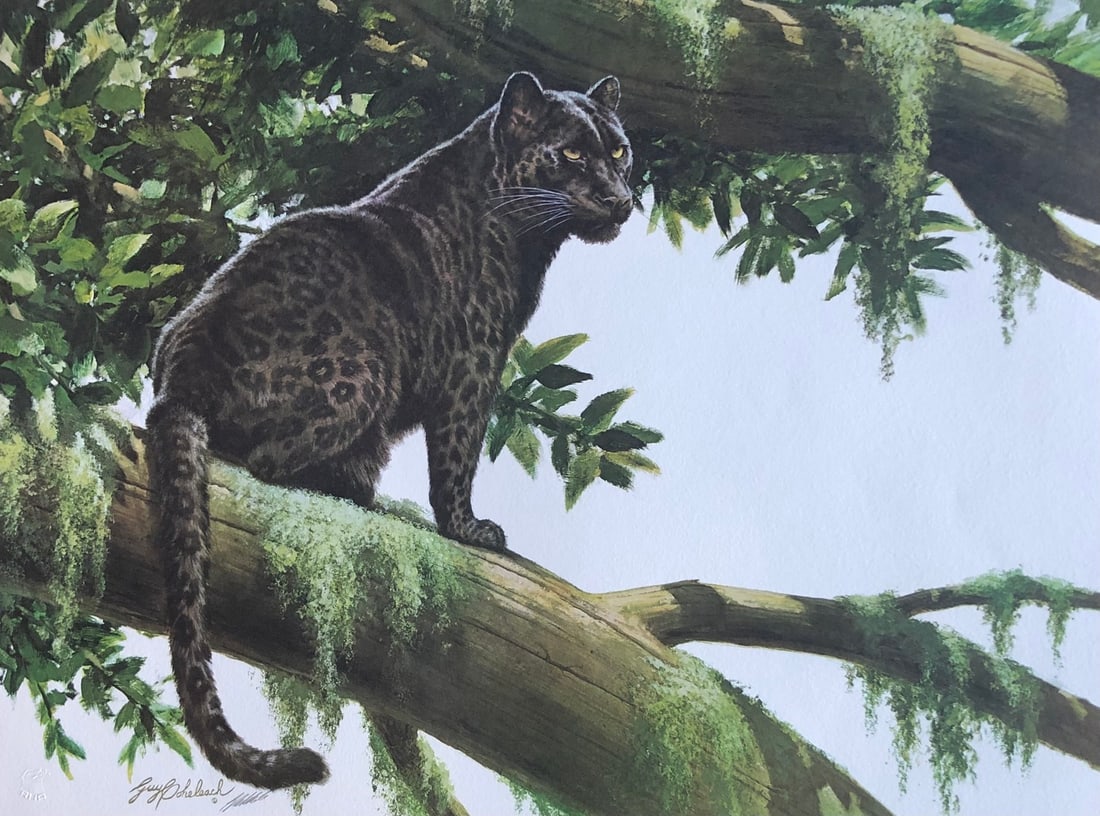 Guy Coheleach "Black Watch" Signed Litho LE (1 of 6)