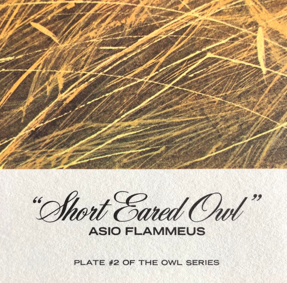 Guy Coheleach "Short Eared Owl" Signed Lithograph - 2