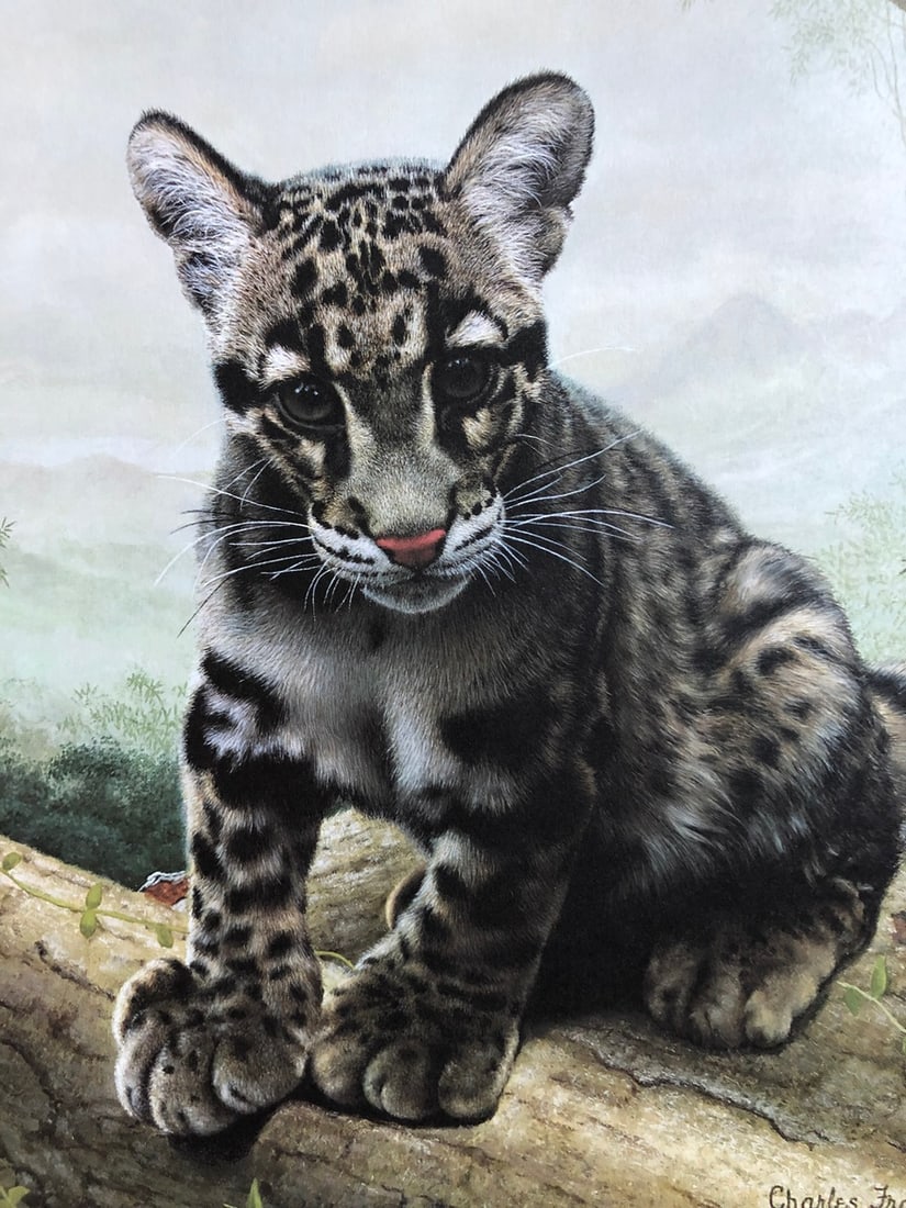 Charles Frace "Clouded Leopard Cub" Signed Litho LE - 2
