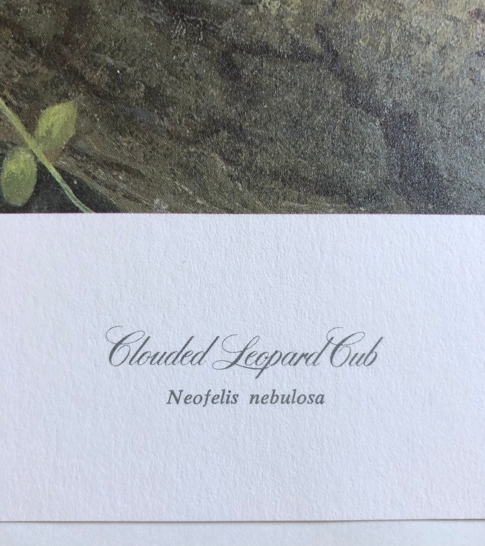 Charles Frace "Clouded Leopard Cub" Signed Litho LE - 4