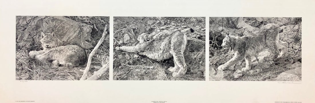 Carl Brenders "Canadian Lynx" Signed Lithograph LE: Artist: Carl Brenders Title: Carl Brenders "Canadian Lynx" Signed Lithograph LE Medium: Lithograph on Paper Limited Edition: 677/1750 Art Dimensions: 11 x 31 x 1 inch ARTIST BIO: Brenders was b
