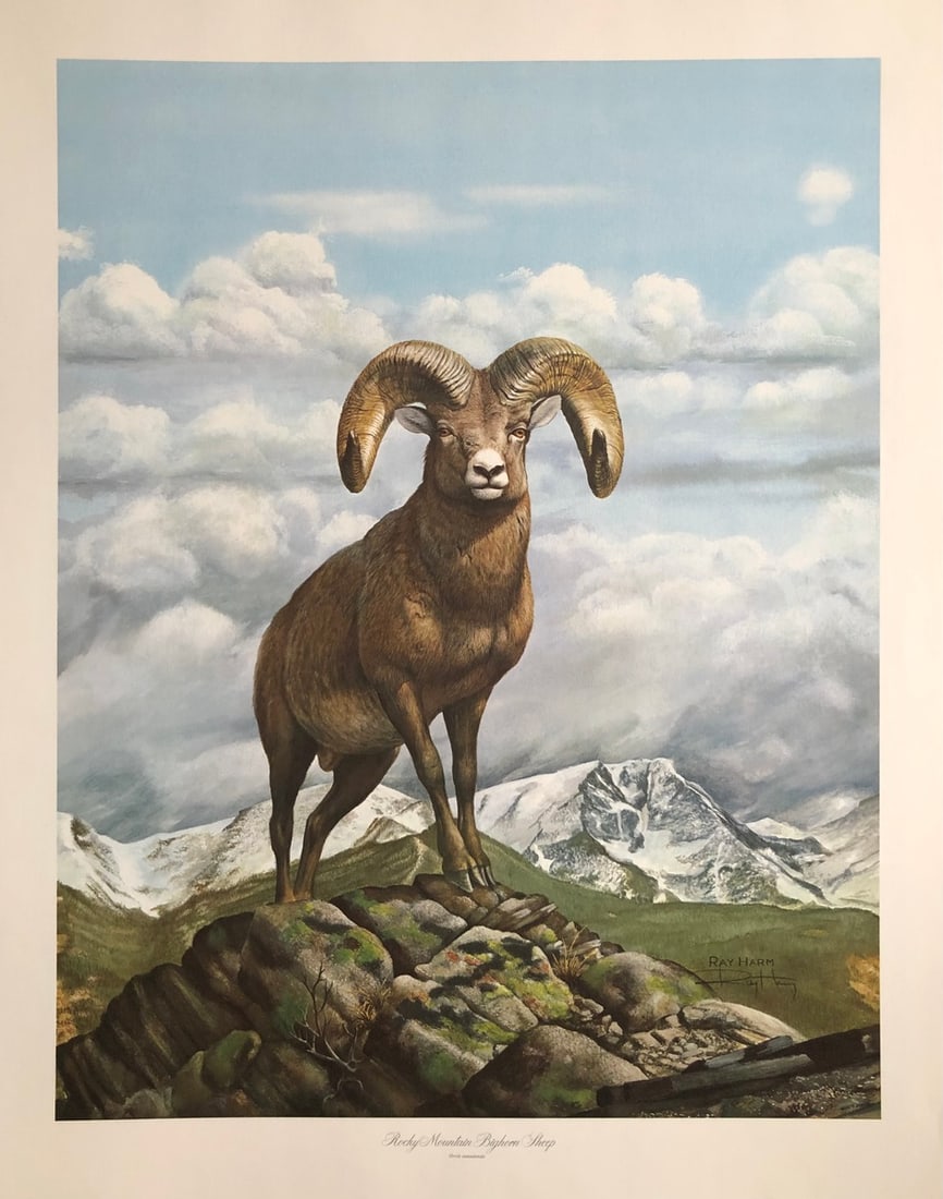 Ray Harm "Rocky Mountain Bighorn Sheep" Signed Litho LE: Presenting a Lithograph on Paper by Ray Harm: "Ray Harm "Rocky Mountain Bighorn Sheep" Signed Litho LE". This work, measuring 28 x 22 x 1 inch, is available now at auction on LiveAuctioneers. Artist: 