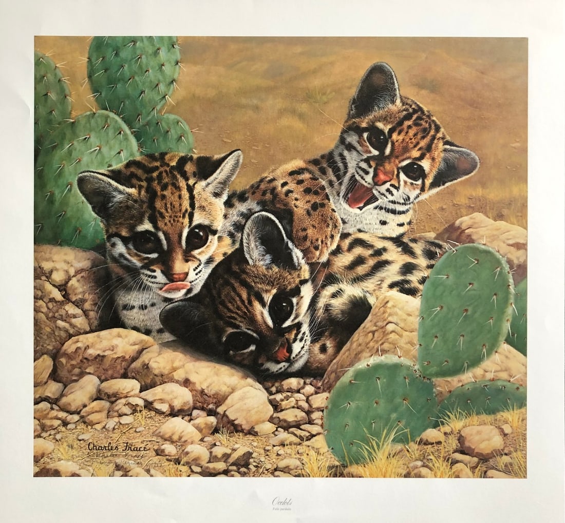 Charles Frace "Ocelot Kittens" Signed Lithograph LE: Presenting a limited edition Lithograph on Paper by Charles Frace: "Charles Frace "Ocelot Kittens" Signed Lithograph LE". This Lithograph on Paper (Edition: Plate XXI), measuring 23 x 21.5 x 1 inch,