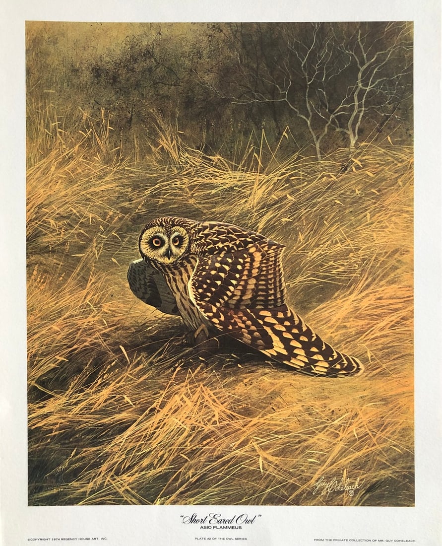 Guy Coheleach "Short Eared Owl" Signed Lithograph: Presenting a limited edition Lithograph on Paper by Guy Coheleach: "Guy Coheleach "Short Eared Owl" Signed Lithograph". This Lithograph on Paper (Edition: Plate #2), measuring 20 x 16 x 1 inch, is a s