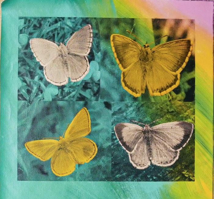 Butterflies by Steve Kaufman (1 of 1)