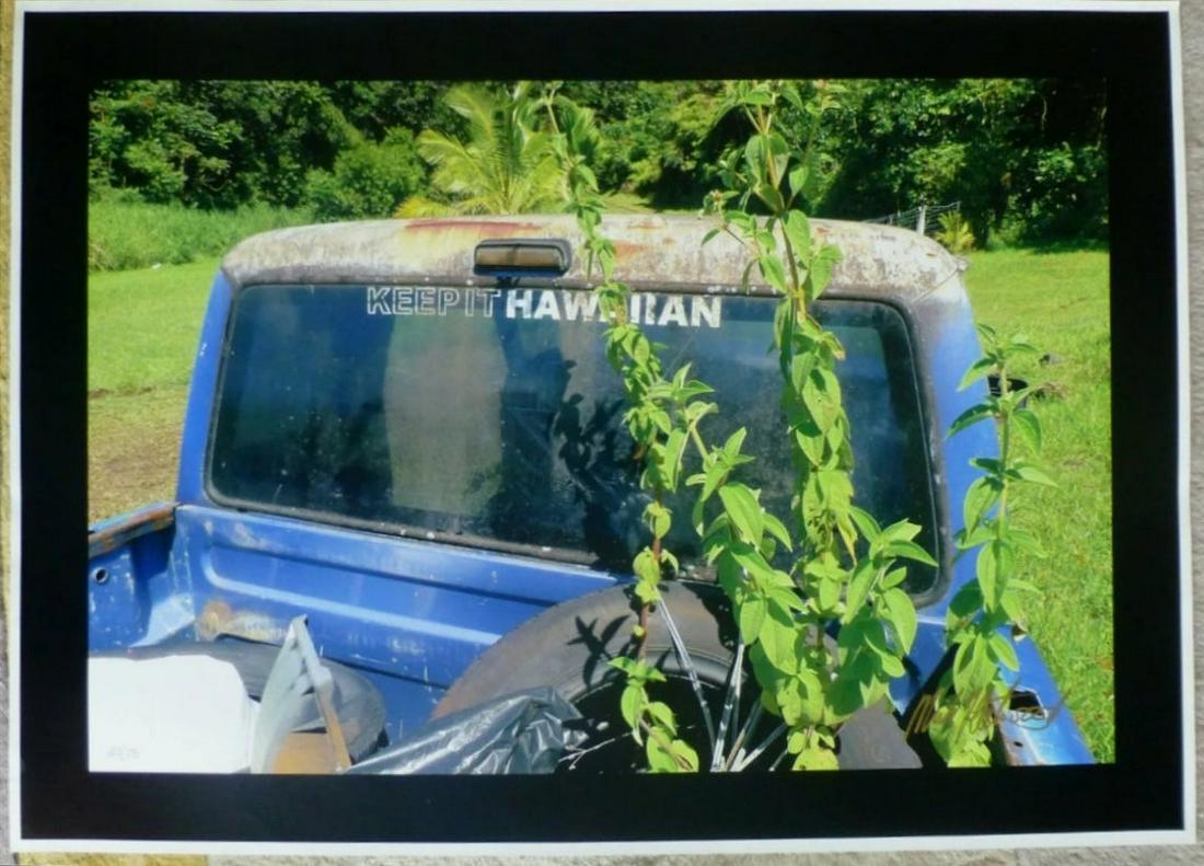 JungleTakes Back by Mick Fleetwood: "Jungle Takes Back" by Rock'n'Roll artist Mick Fleetwood is a fantastic original photo⁄giclee on canvas. It is hand signed and numbered in gold felt pen by the artist from th