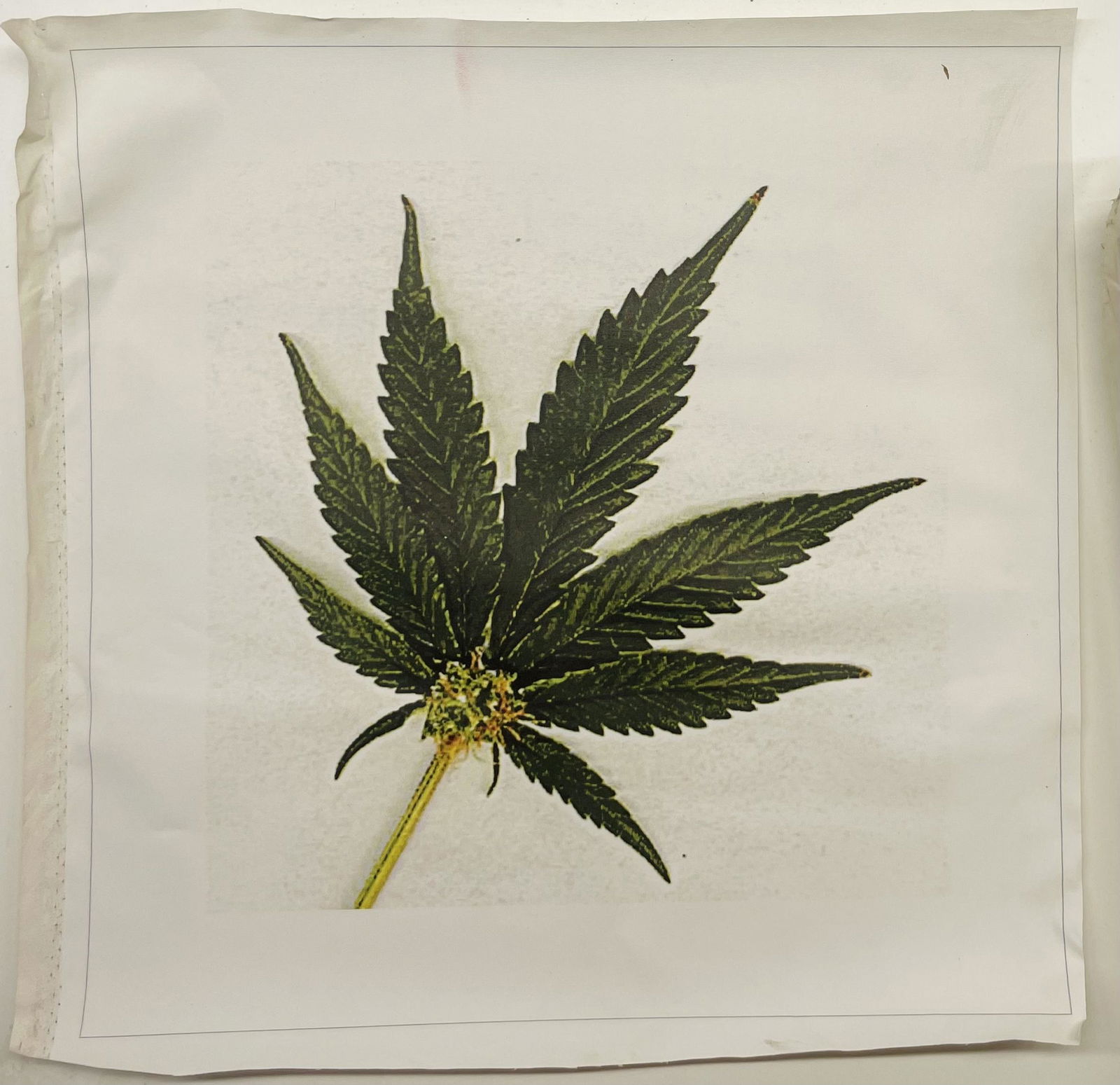 Budding Marijuana Leaf by Steve Kaufman (1 of 1)