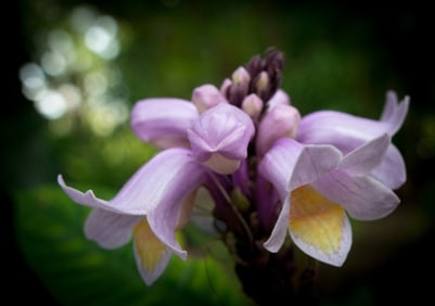 Easter Bonnet Phlogacanthus - Metal Print by Glenn Stokes