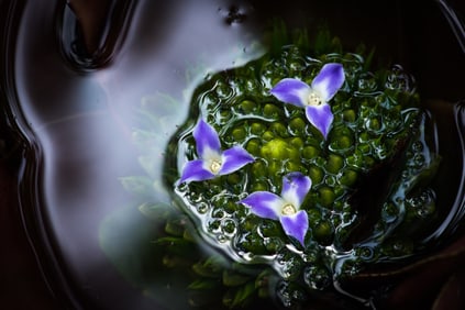 Neoregelia Bromeliad - Metal Print by Glenn Stokes