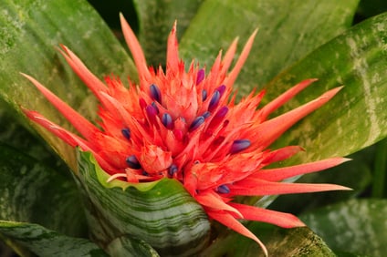 Aechmea Fasciata - Metal Print by Glenn Stokes