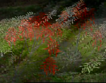 Agave sp. Cactus Flower - Metal Print by Glenn Stokes