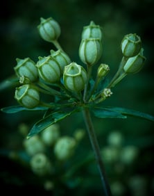 Allium - Metal Print by Glenn Stokes