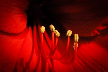 Amaryllis - Metal Print by Glenn Stokes