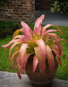 Androlepis Paradise Bromeliad - Metal Print by Glenn Stokes