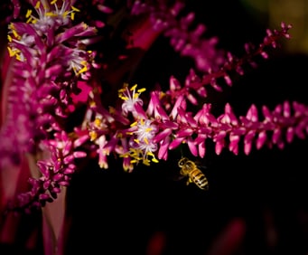 Bee on Cordyline Flower - Metal Print by Glenn Stokes