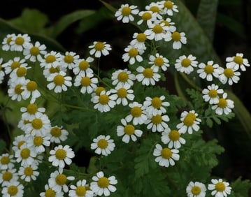 Bidens Daisy - Metal Print by Glenn Stokes