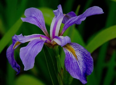 Louisiana Blue Flag Iris - Metal Print by Glenn Stokes