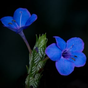Blue Sage Acanthacaea - Metal Print by Glenn Stokes