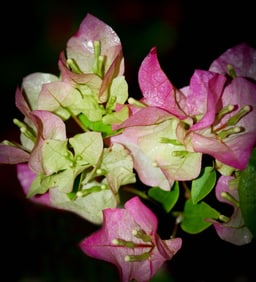 Bougainvillea Imperial Delight - Metal Print by Glenn Stokes