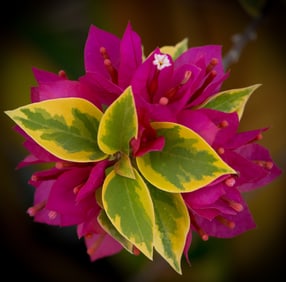 Bougainvillea Pixie Queen - Metal Print by Glenn Stokes