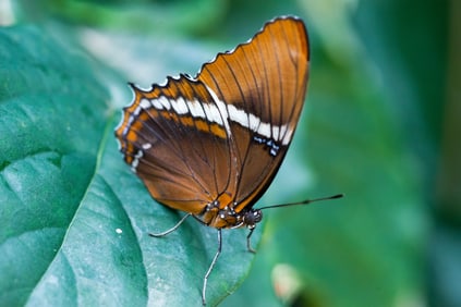 Brushfoot Butterfly - Metal Print by Glenn Stokes