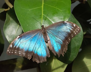 Butterfly Garden Key West - Metal Print by Glenn Stokes