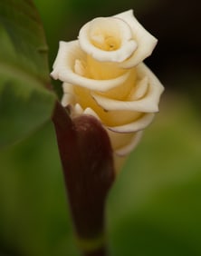 Calathea Warszewiczii - Metal Print by Glenn Stokes